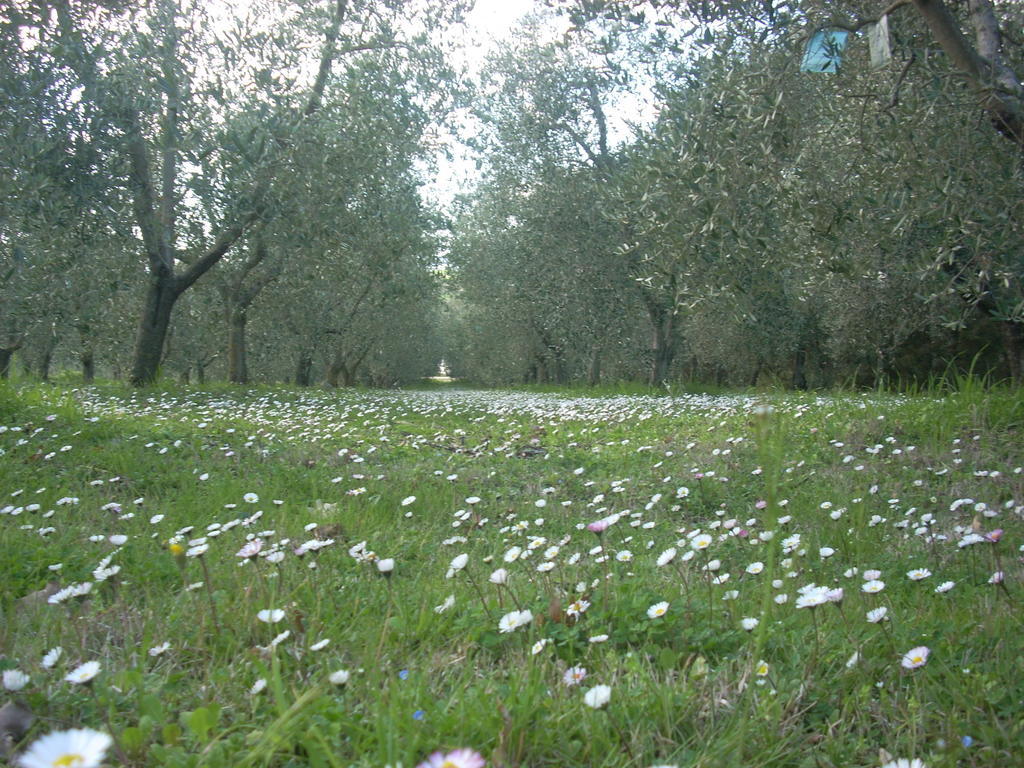 Residence Ai Campi Da Golf Saturnia Exteriér fotografie